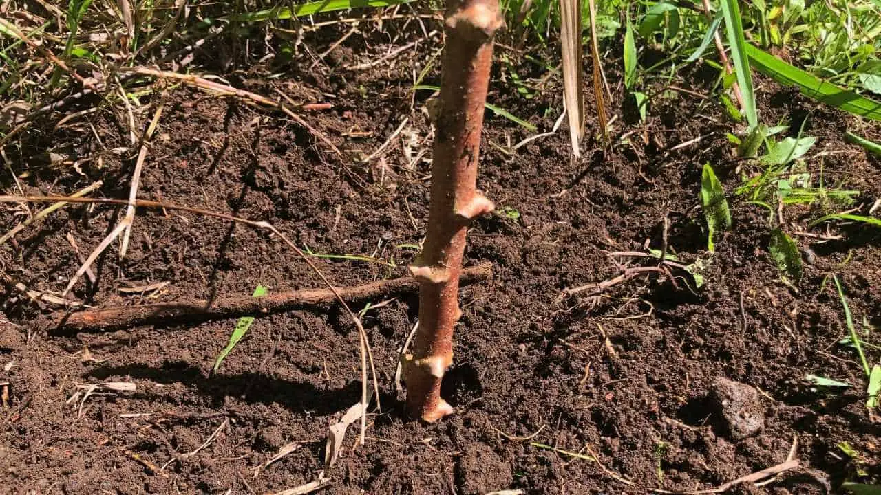 Complete Guide To Growing Cassava Homesteadin Hawai I