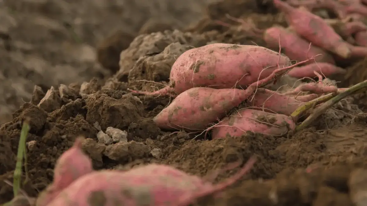 Sweet Potatoes The Ideal Plant For Your Hawaiian Garden