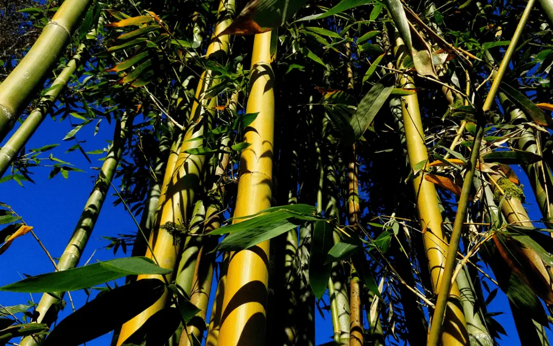 drying-and-preserving-bamboo-the-ultimate-guide