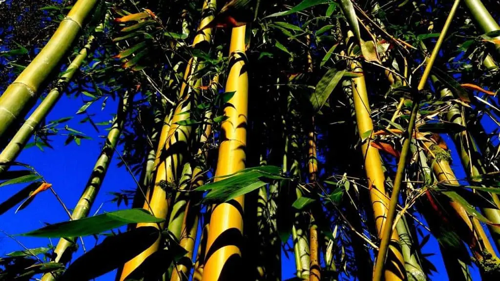 Bamboo Construction Harvest And Treat To Last Years