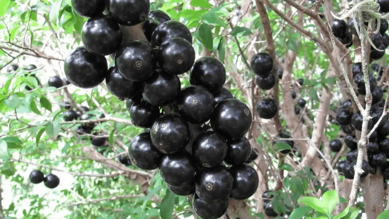 12-best-uncommon-fruit-trees-to-grow-in-the-tropics-homesteadin