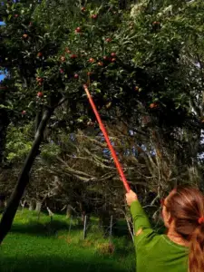 Growing Apples In The Tropics Is It Possible