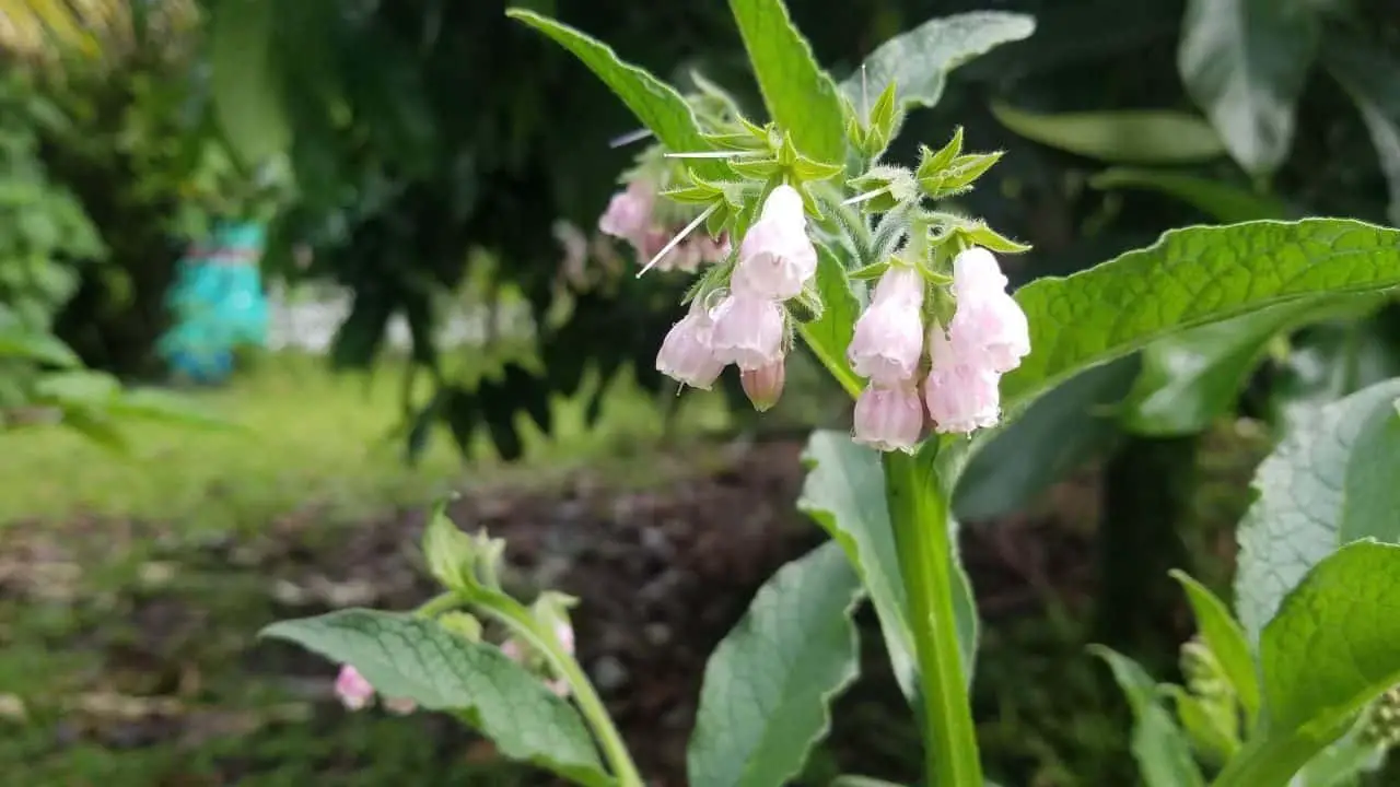 Can Comfrey Grow In The Tropics Homesteadin Hawai i