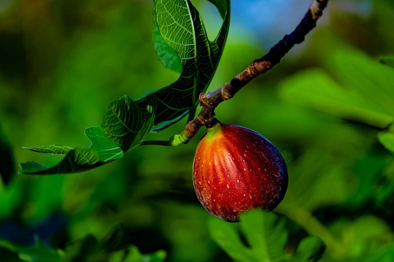 5-fastest-growing-fruit-trees-for-the-tropics-homesteadin-hawai-i