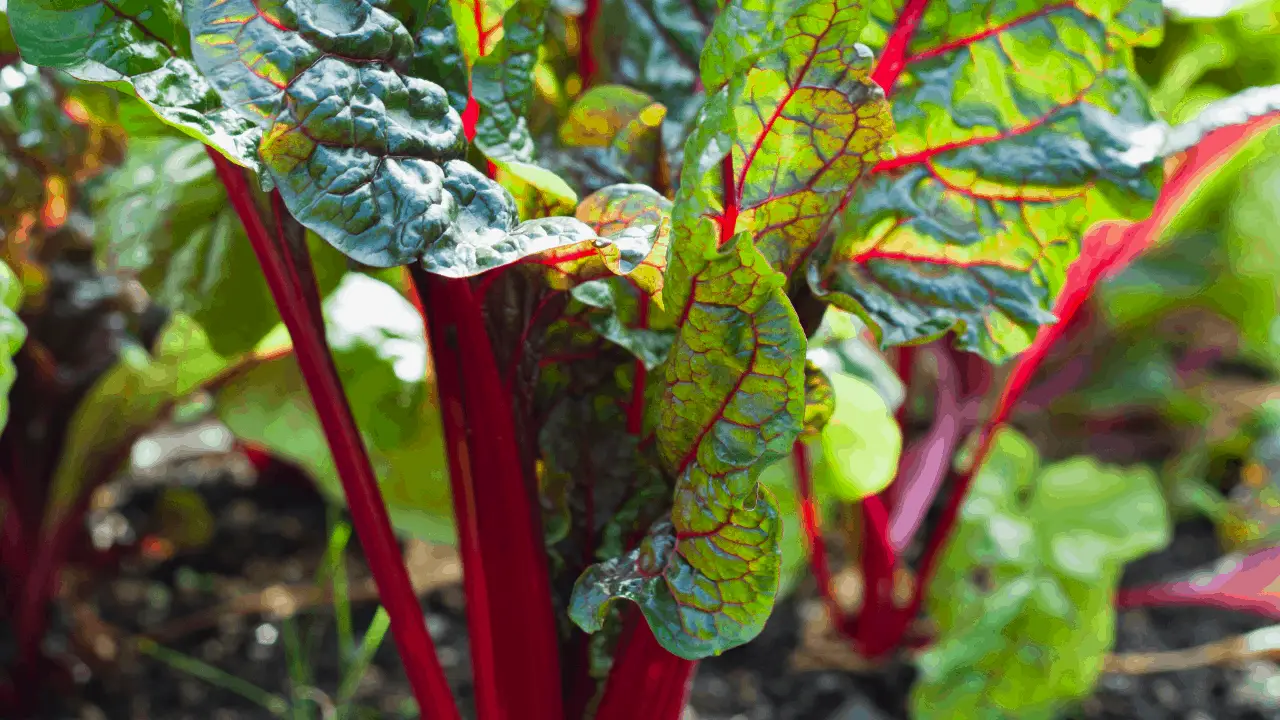 16 Edible Greens For The Tropical Garden | Homesteadinʻ Hawaiʻi