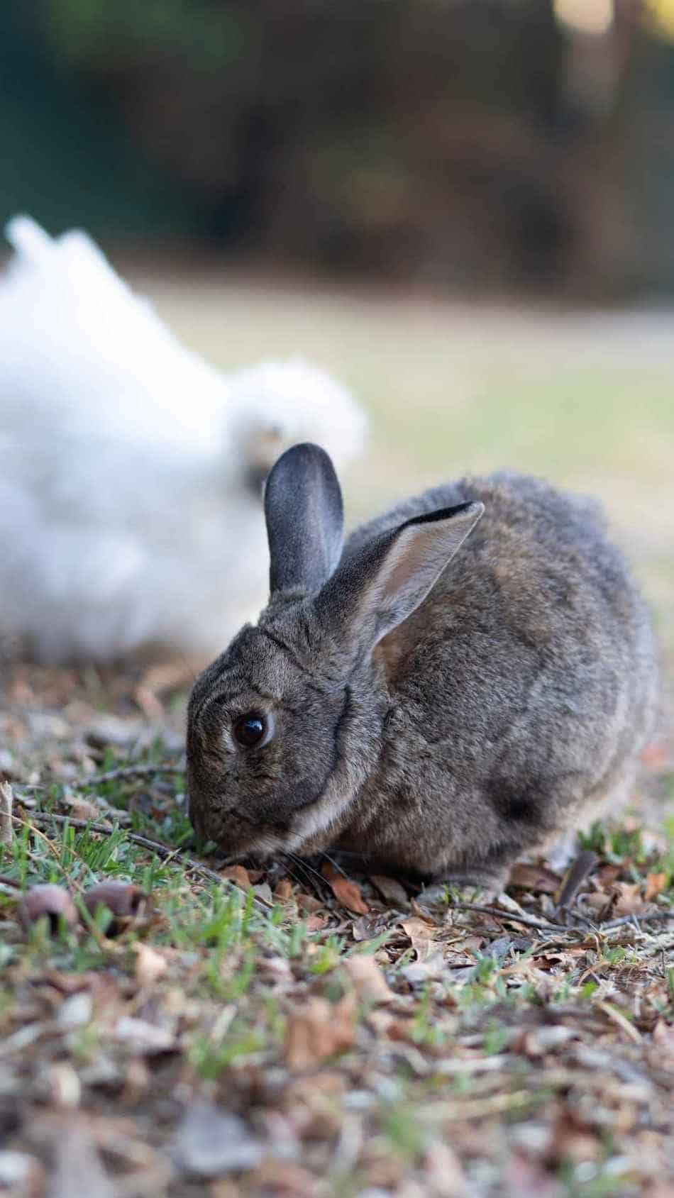 can-rabbits-free-range-with-chickens-homesteadin-hawai-i