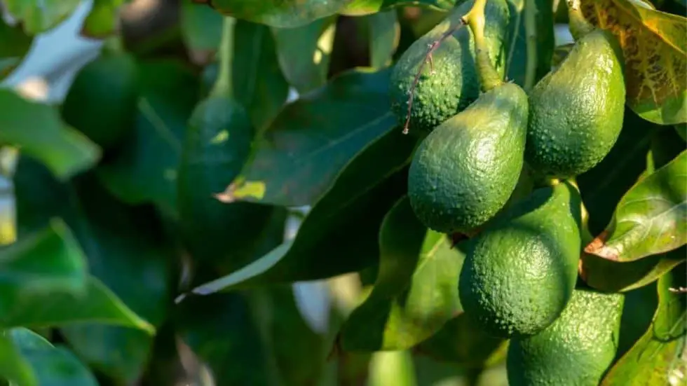 Avocados: The Complete Guide To Growing In Hawaii | Homesteadinʻ Hawaiʻi