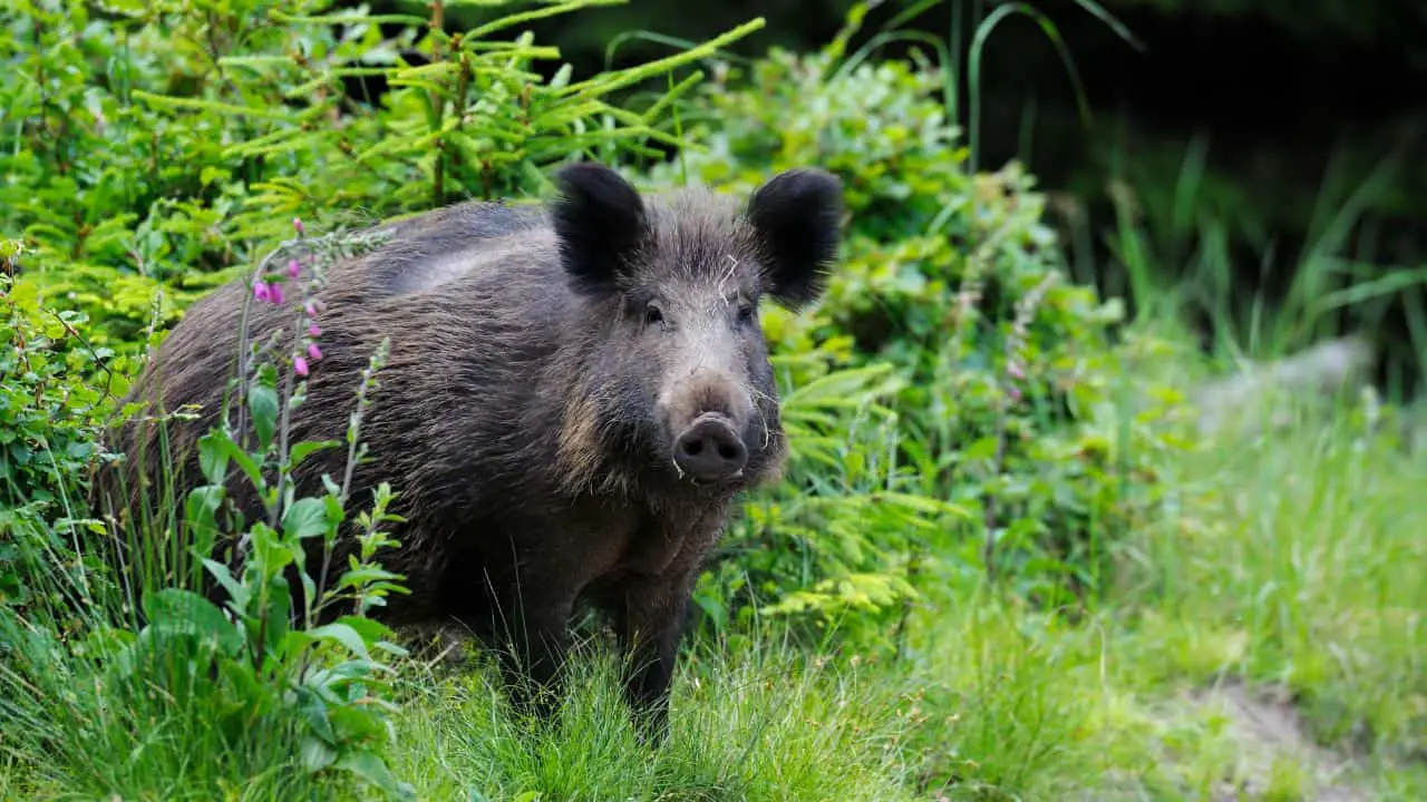 Can You Shoot Wild Pig In Hawaii? | Homesteadinʻ Hawaiʻi