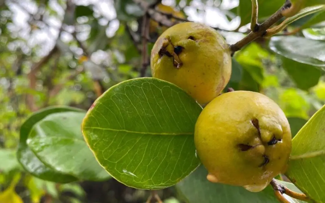 Growing Guavas The Only Guide You ll Ever Need Homesteadin Hawai i