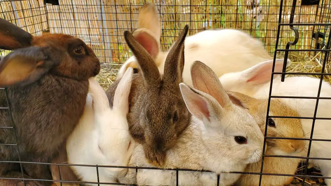 Raising Rabbits In Hawaii: What You Need To Know | Homesteadinʻ Hawaiʻi